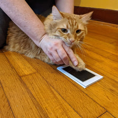 Paw Print Clean Touch Ink Pad, Dog Or Cat Pet Owner Keepsake, DIY Inkless Nose and Pa alternate view