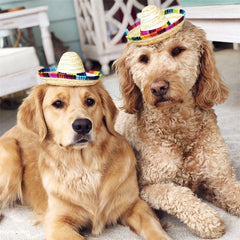 Colorful Mini Pet Straw Sombrero Hat | Dog Cat Sun Hat for Beach Parties alternate view