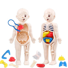 13Pcs Set Montessori Toys Children Science Education Human Body Organ Anatomy Model D alternate view