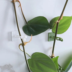 Garden Plant Climbing Wall Fixture Clips Rattan Vine Fixer Self-Adhesive Fixed Buckle alternate view