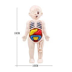 13Pcs Set Montessori Toys Children Science Education Human Body Organ Anatomy Model DI close-up view