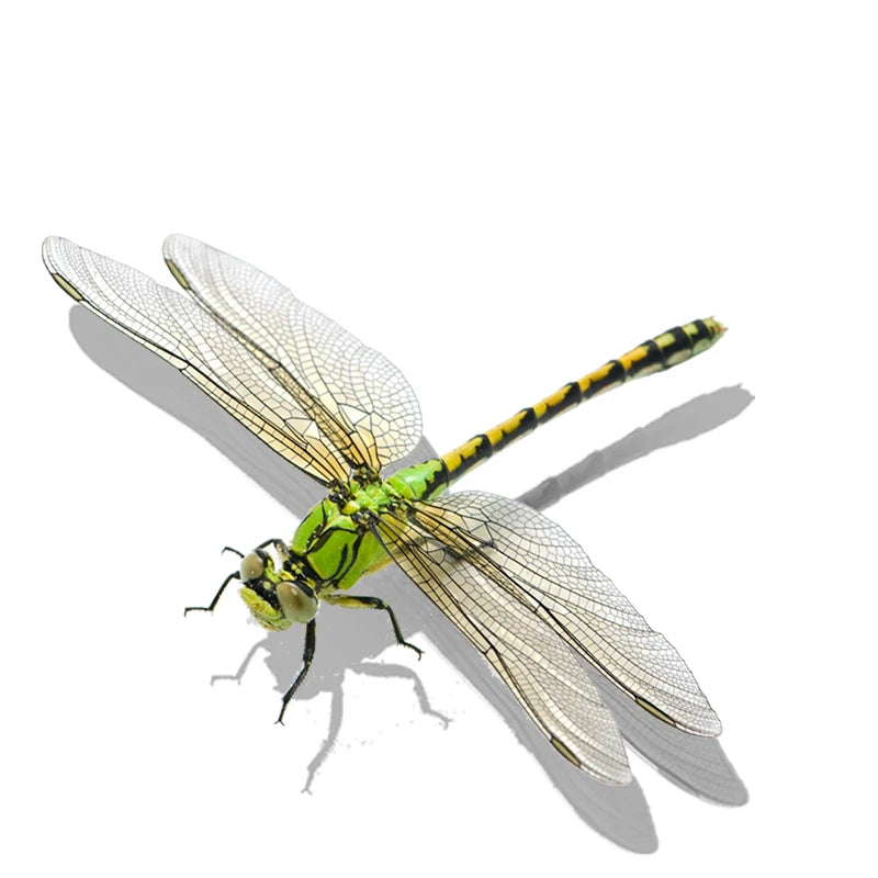 Realistic Dragonfly Wall Sticker | Home Decoration Decals close-up view