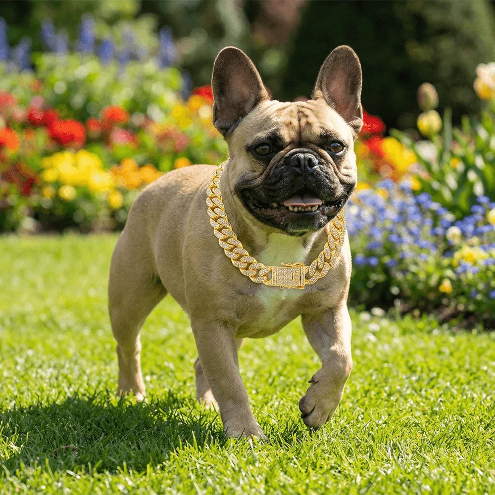 Luxury Hip Hop Dog Collar, Gold Tone Stainless Steel Cuban Chain, Durable Diamond Inl lifestyle view