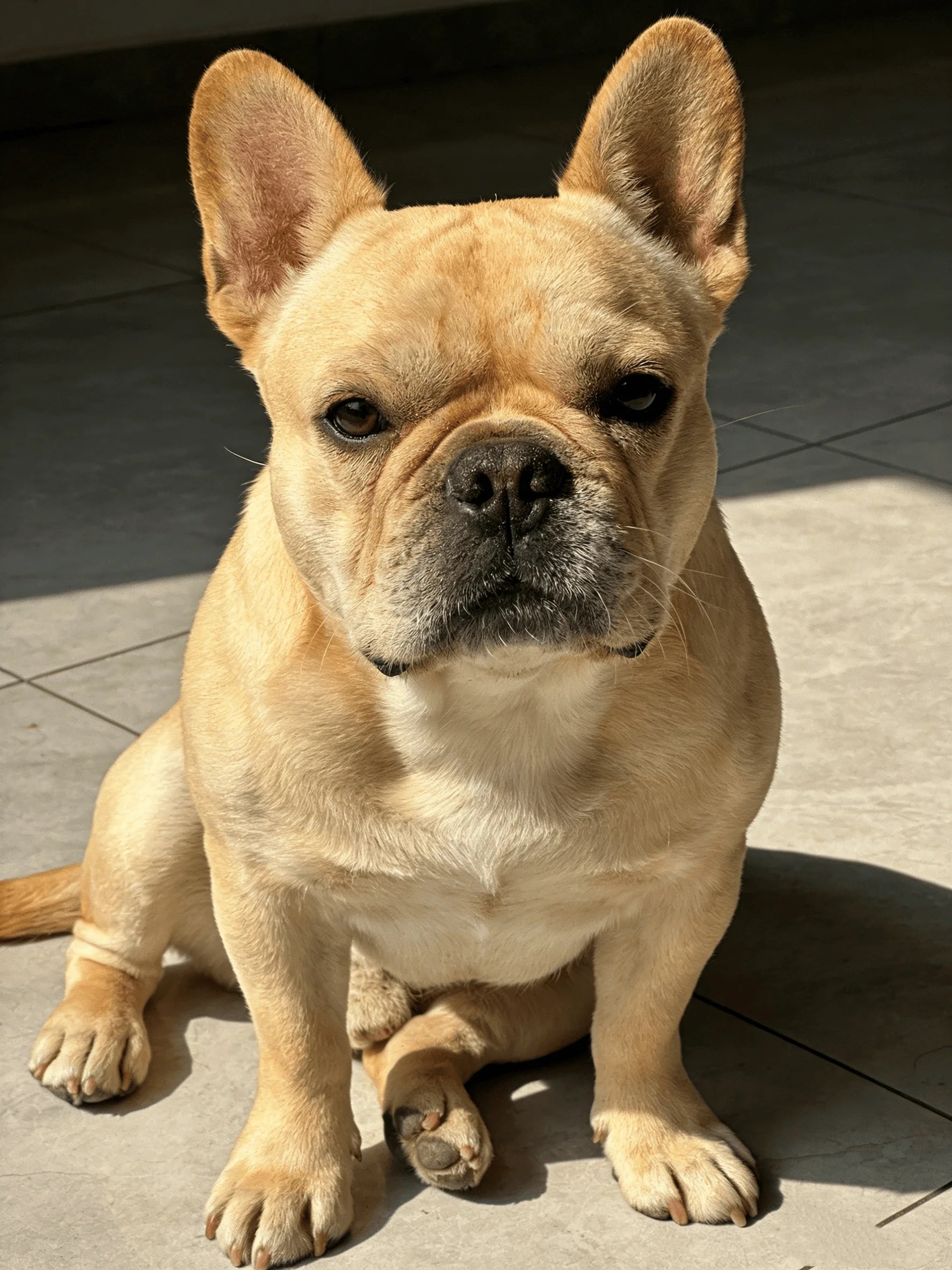 French Bulldog Pendant Necklace | Stainless Steel Dog Jewelry for Women Men alternate view