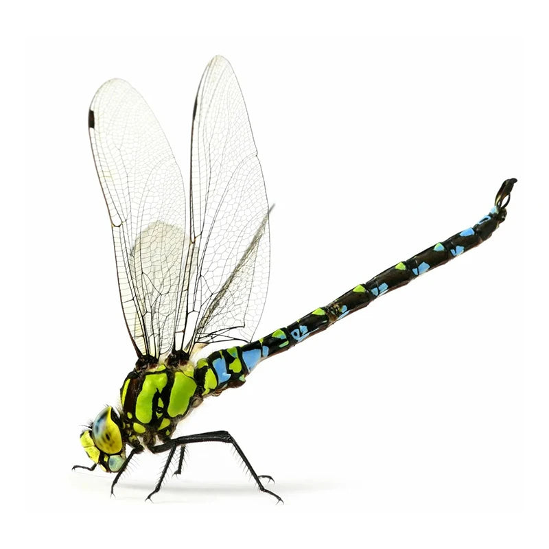 Realistic Dragonfly Wall Sticker | Home Decoration Decals detail view
