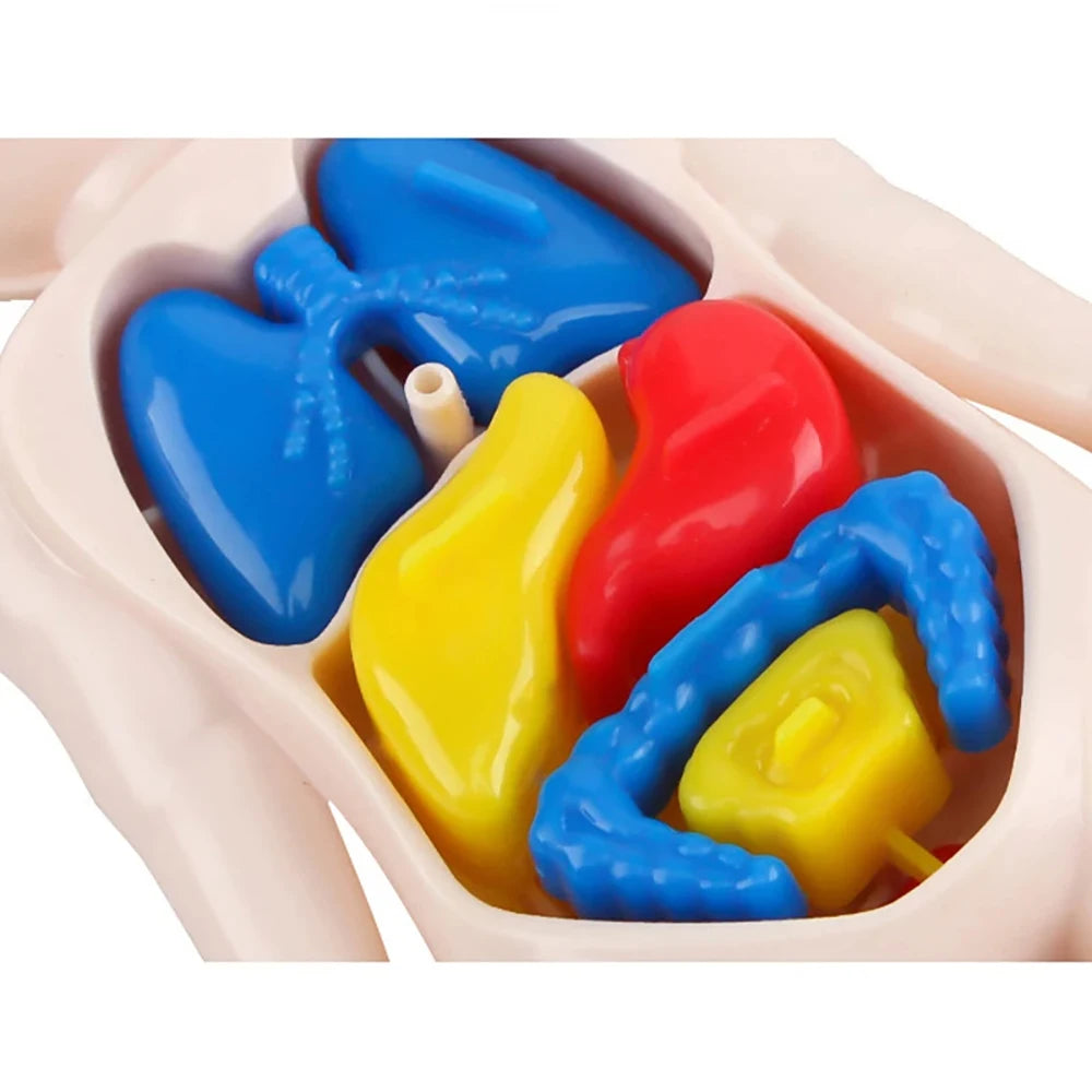 13Pcs Set Montessori Toys Children Science Education Human Body Organ Anatomy Model D lifestyle view