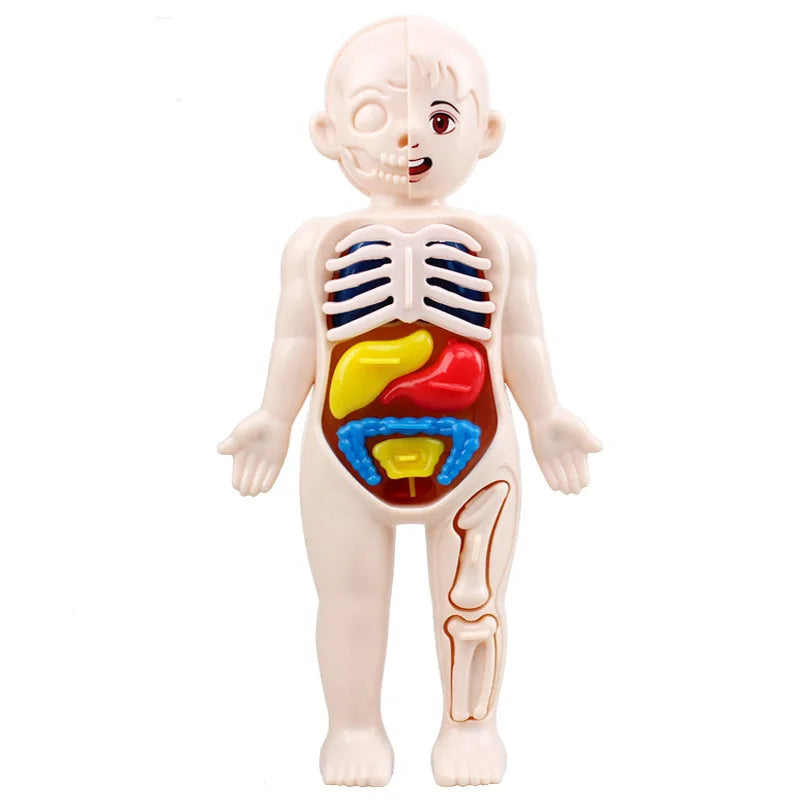 13Pcs Set Montessori Toys Children Science Education Human Body Organ Anatomy Model D alternate view