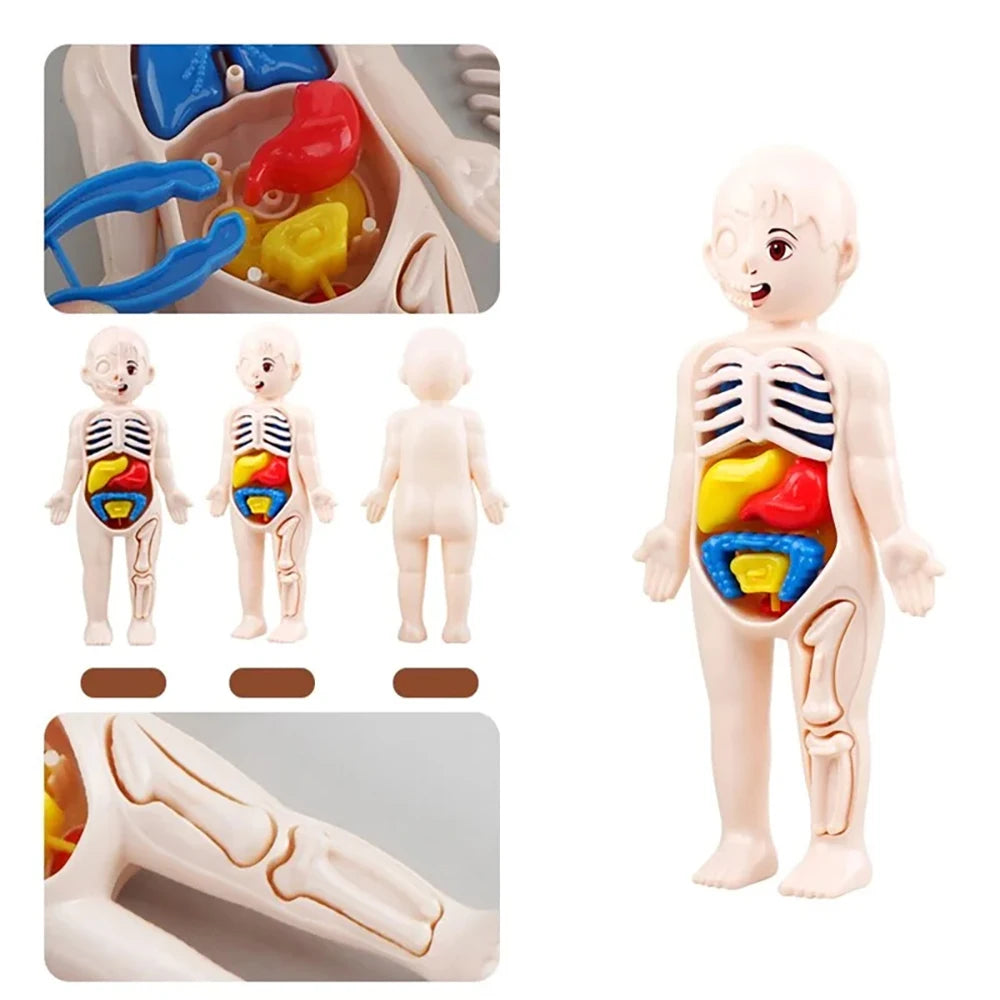 13Pcs Set Montessori Toys Children Science Education Human Body Organ Anatomy Model additional angle