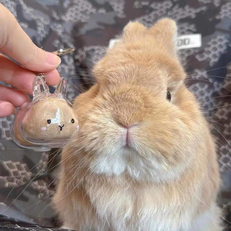 Cartoon Pet Hair Memorial Transparent Storage Box Keyring Cute Animal Rabbit Fur Organ close-up view