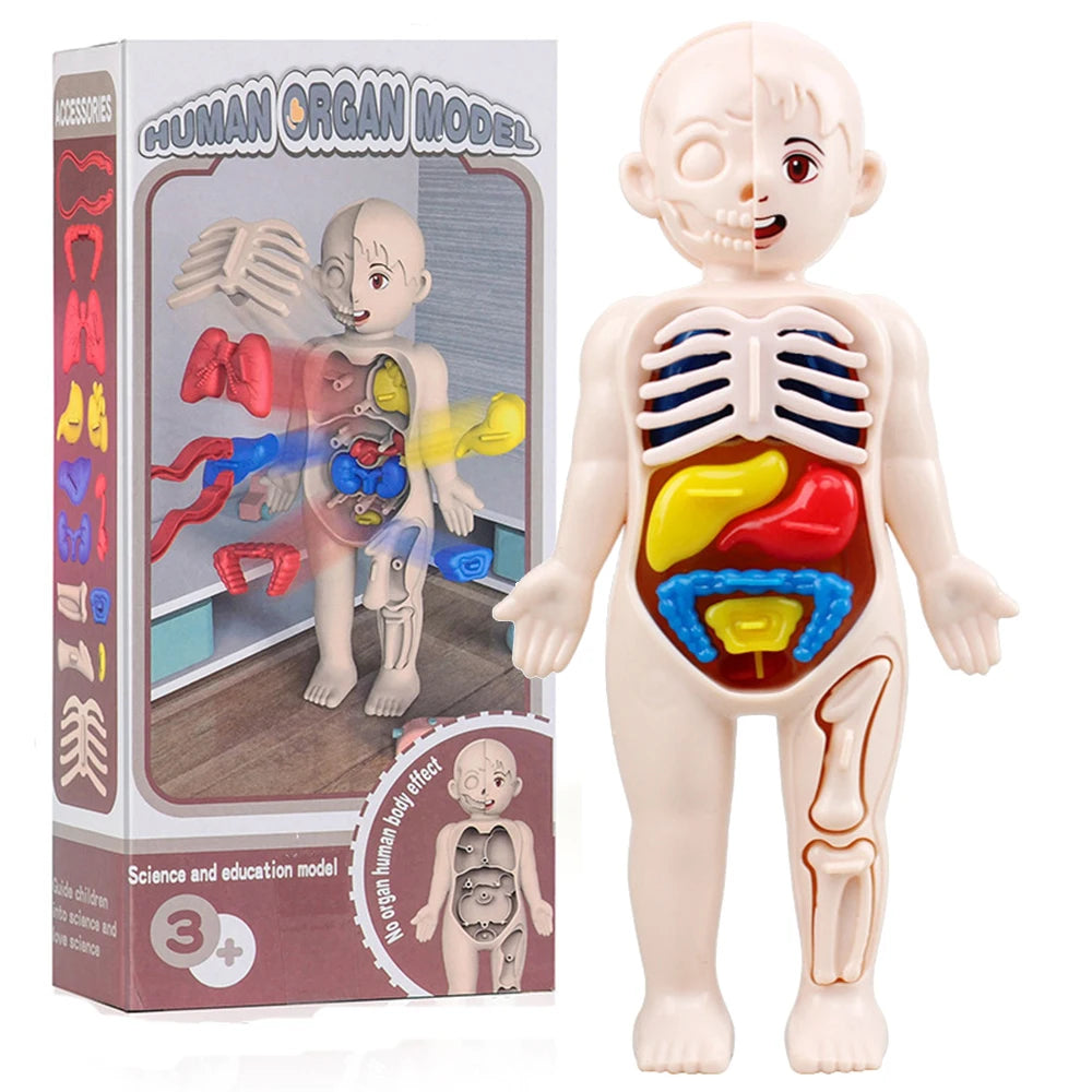 13Pcs Set Montessori Toys Children Science Education Human Body Organ Anatomy Model DIY Assembled Me