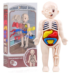 13Pcs Set Montessori Toys Children Science Education Human Body Organ Anatomy Model DIY Assembled Me