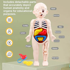 13Pcs Set Montessori Toys Children Science Education Human Body Organ Anatomy Model DIY detail view