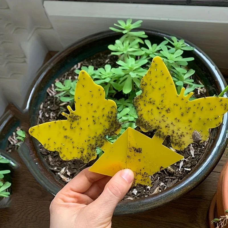 Sticky Traps for Fungus Gnats, Fruit Flies & Mosquitoes | Indoor Outdoor Bug Control lifestyle view
