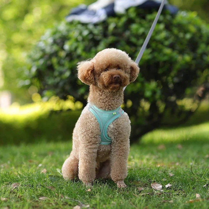Adjustable Reflective Puppy Harness and Leash Set - Onlytenbucks.com