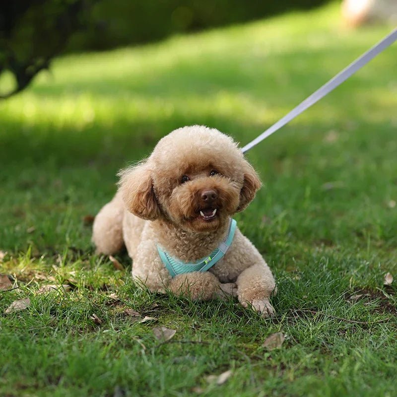 Adjustable Reflective Puppy Harness and Leash Set - Onlytenbucks.com