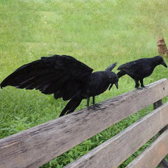 Artificial Black Crow – Halloween Decoration Prop - Onlytenbucks.com