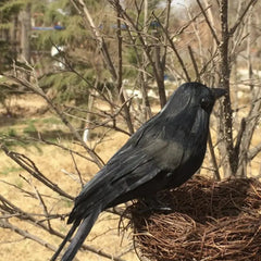 Artificial Black Crow – Halloween Decoration Prop - Onlytenbucks.com