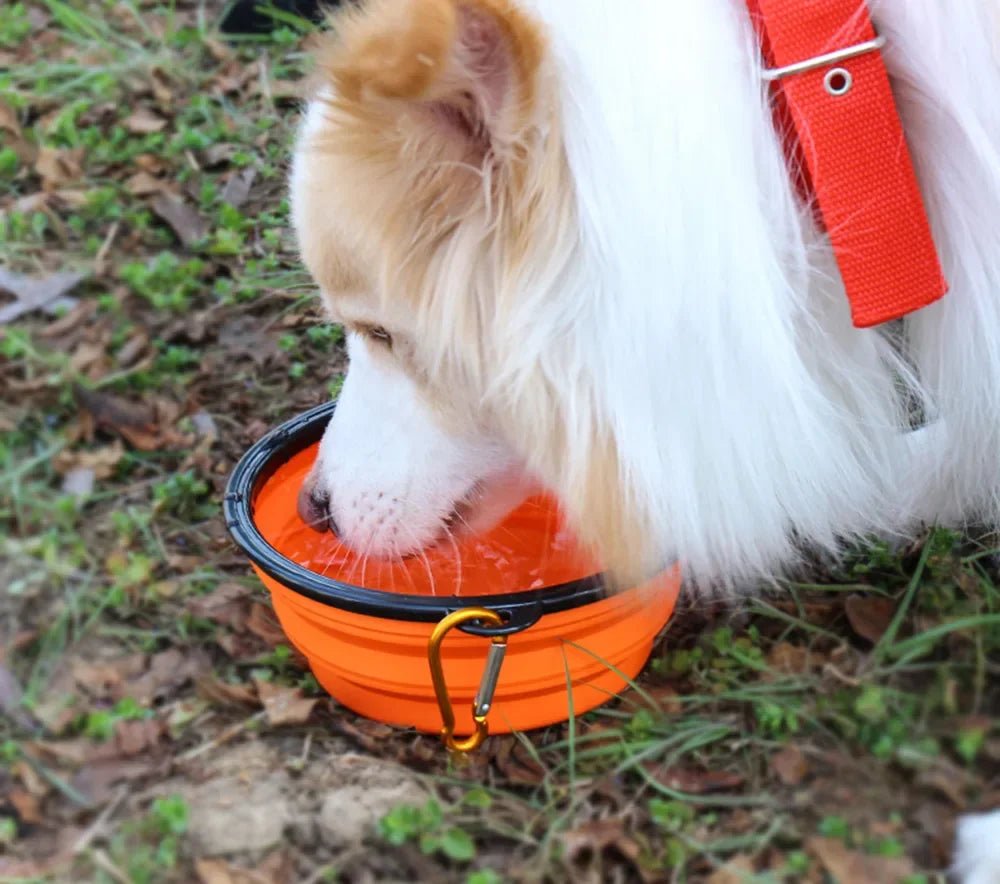 Collapsible Silicone Pet Bowl – Portable Folding - Onlytenbucks.com