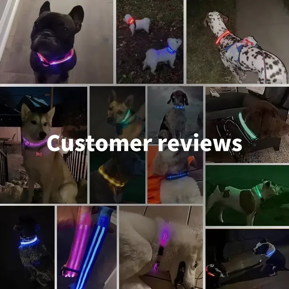 LED Glowing Dog Collar – Adjustable Rechargeable Luminous Night Safety Collar - Onlytenbucks.com