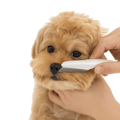 Pet Hair Shedding and Flea Comb – Stainless Steel Grooming Tool - Onlytenbucks.com