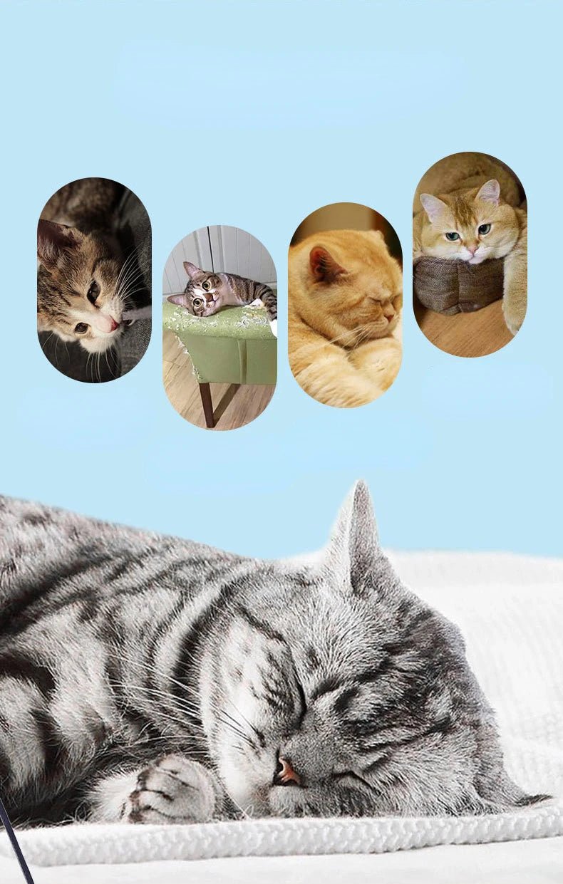 Teasing Cat Toy – Dragonfly Feather Wand with Optional Stick - Onlytenbucks.com